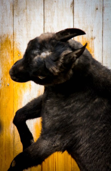 Born In Providence-8965423